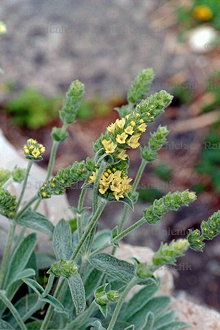 Moursalski CO2-Extrakt (Sideritis) (2 ml)