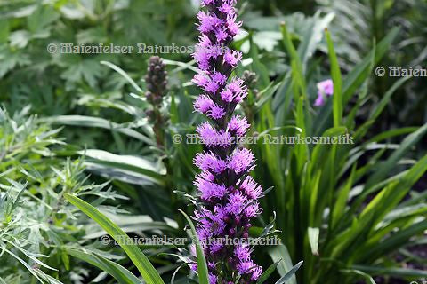 Prachtscharte (1 ml)