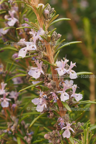 Rosmarin BIO (cineol) - Marokko (5 ml)