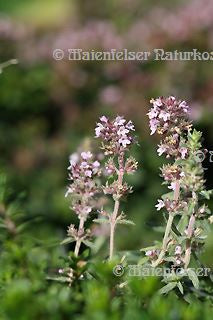 Thymian BIO /Rosenthymian (3 ml)