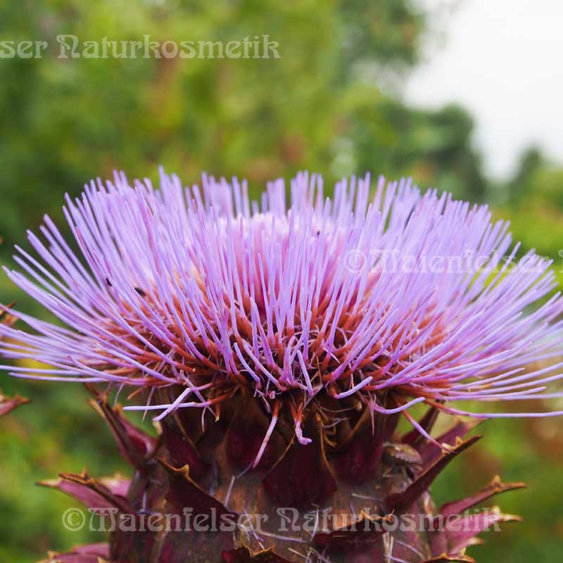 Artischocke abs. (1 ml)