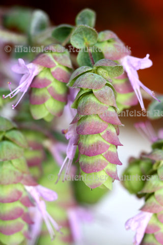 Origanum - Dictam-Origanum, äth. Öl (3 ml)