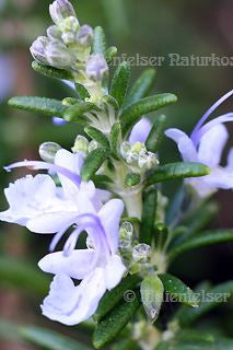 Rosmarin fine BIO (cineol) (10 ml)