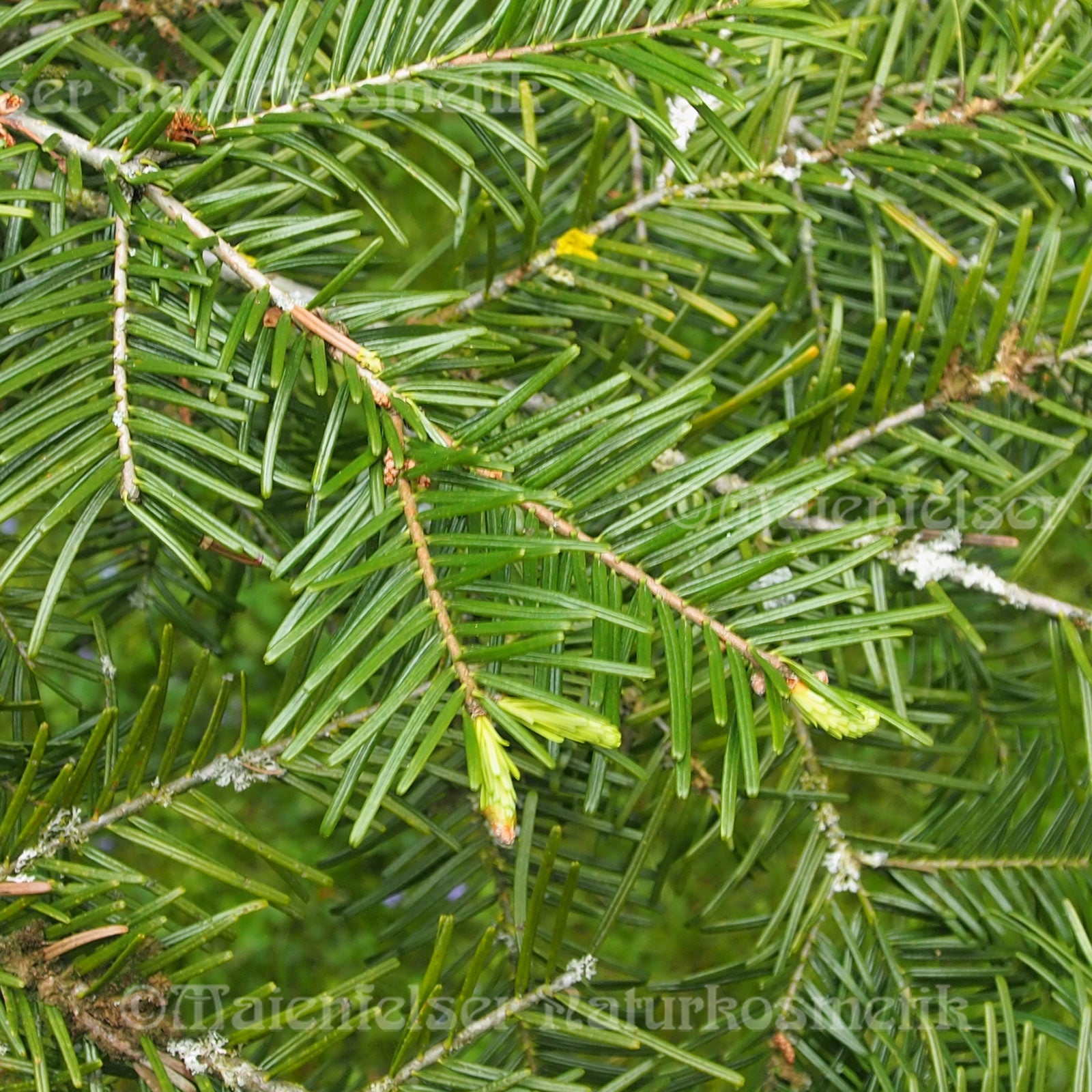 Tanne - Riesen-Tanne Maienfels (5 ml)