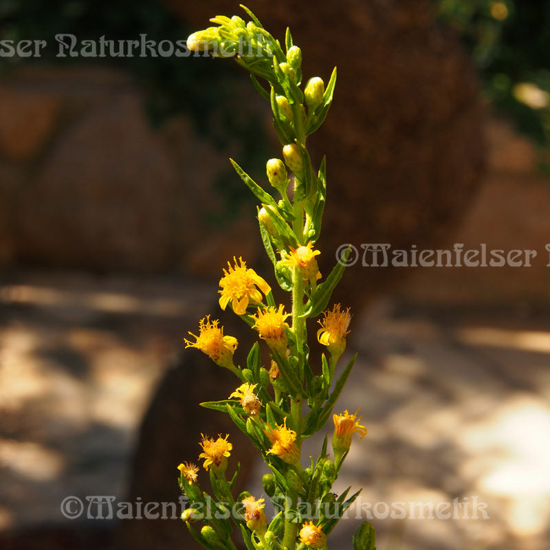 Alantwurzel abs. (1 ml)