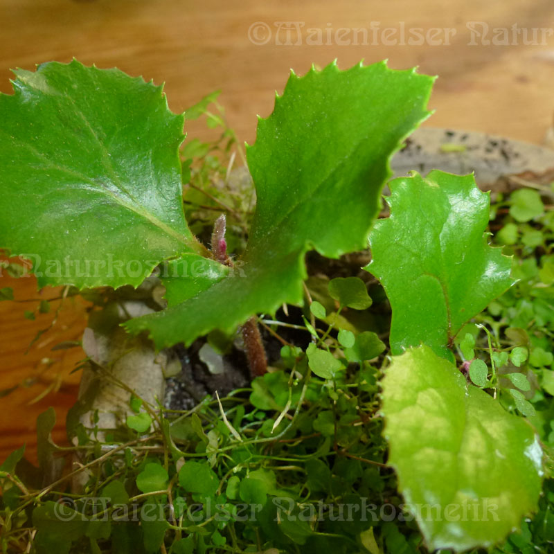 Avellanaöl konv. (50 ml)