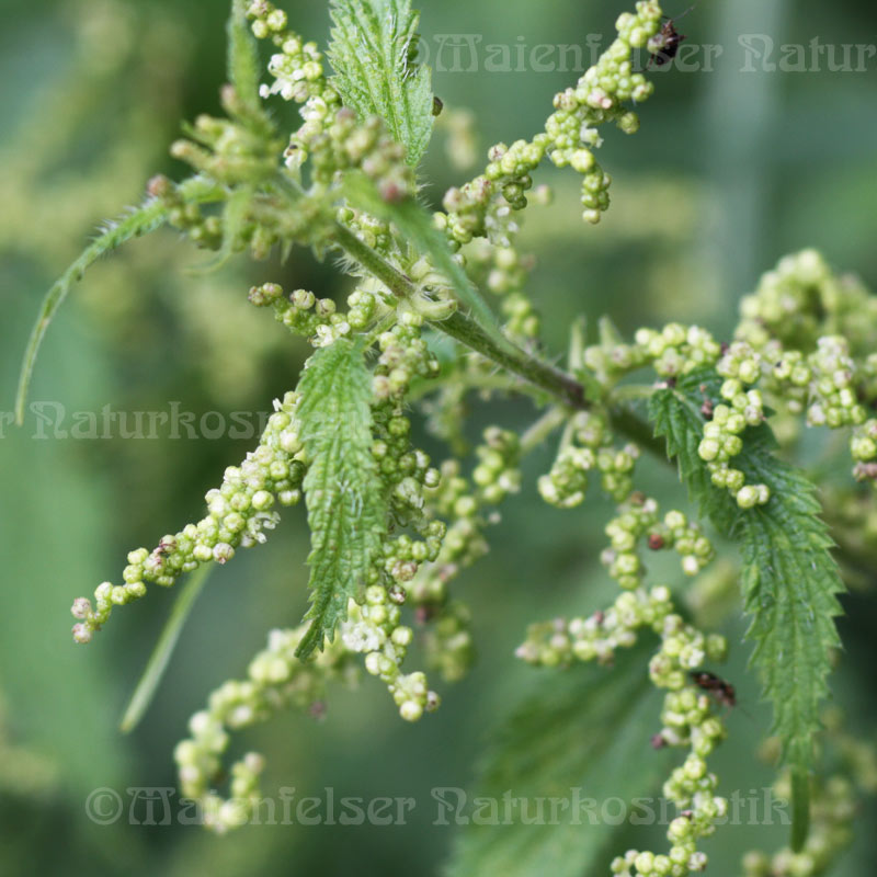 Brennnesselsamenöl