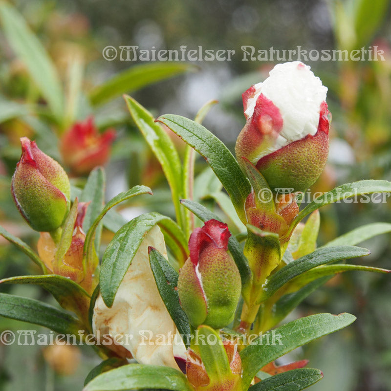 Cistrose fine Bio (2 ml)