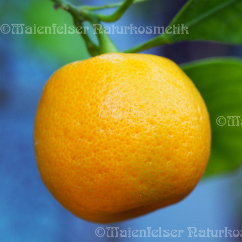 Clementinen-Schale BIO (5 ml)