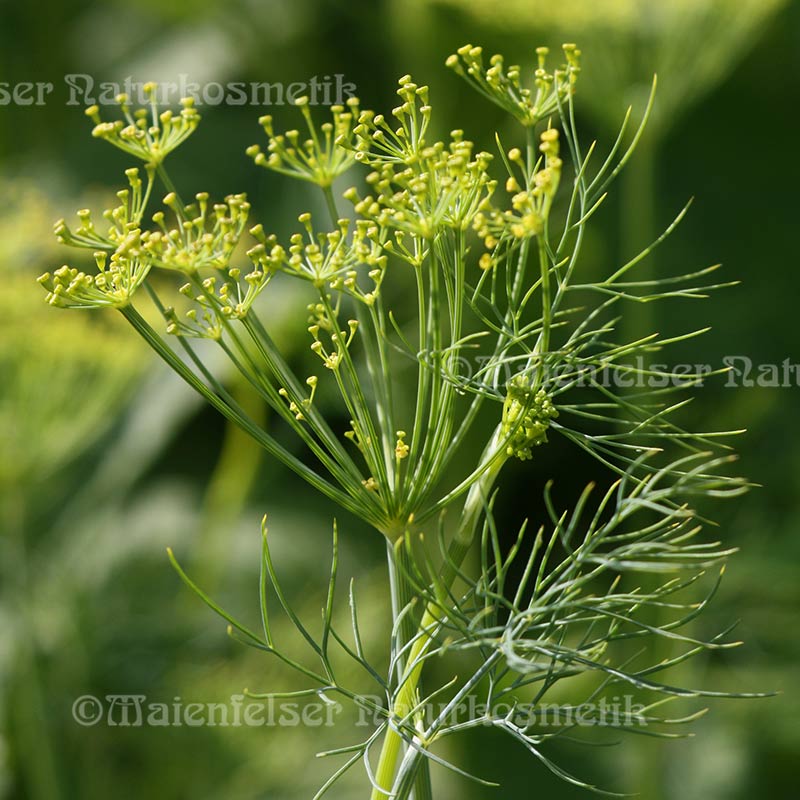 Dillkraut (10 ml)