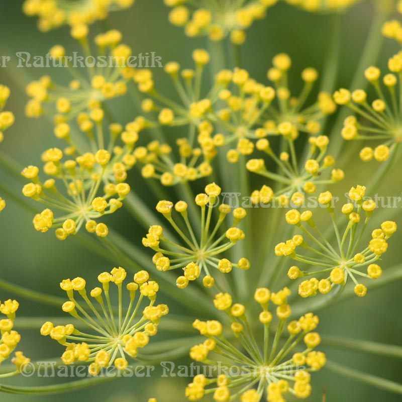 Dillkraut BIO extra (10 ml)