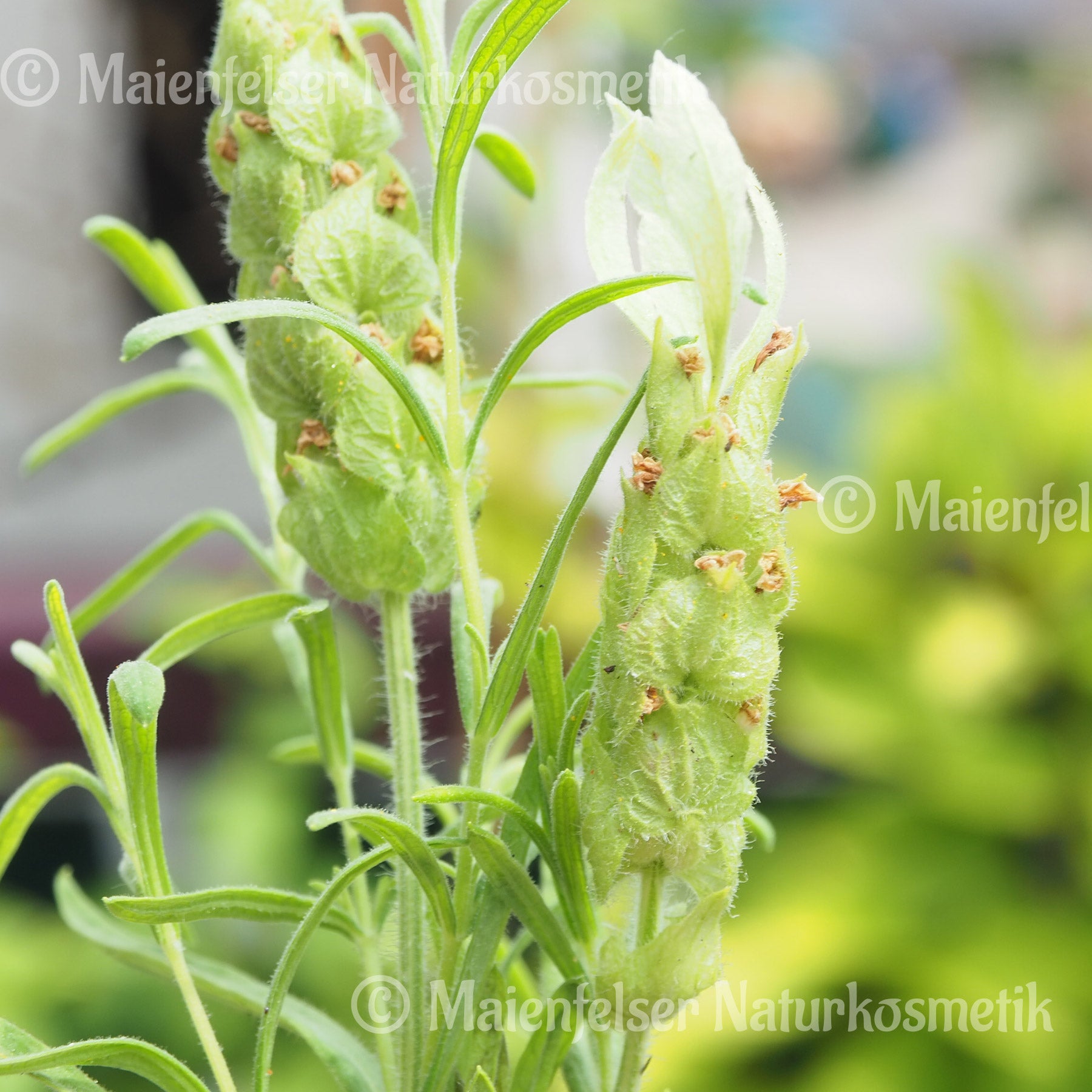 Gelber Schopflavendel (3ml)