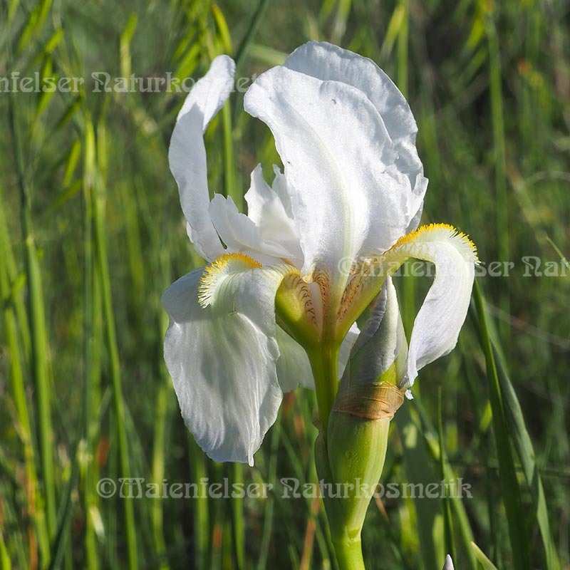 Iriswurzel CO2 (2 ml)