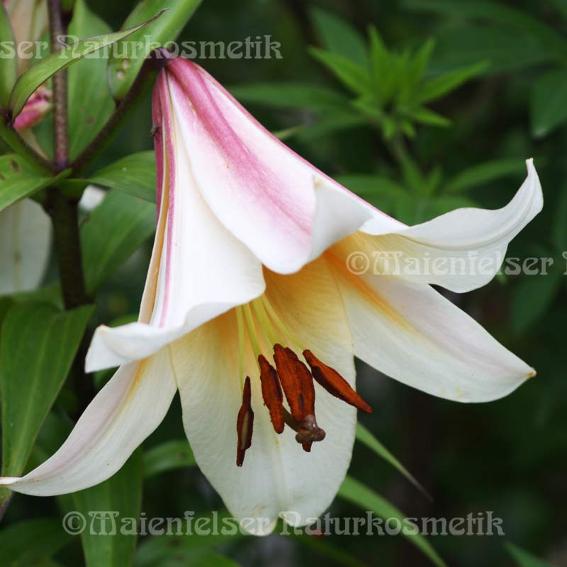 Lilie Enfleurage (1 ml)