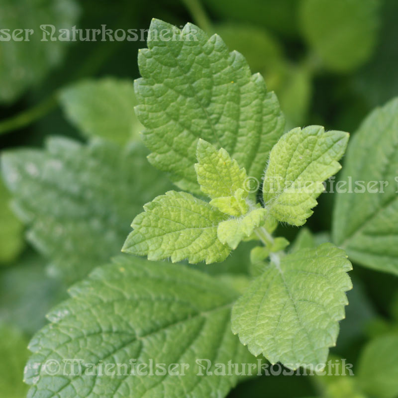 Melisse echt Bio (1ml)