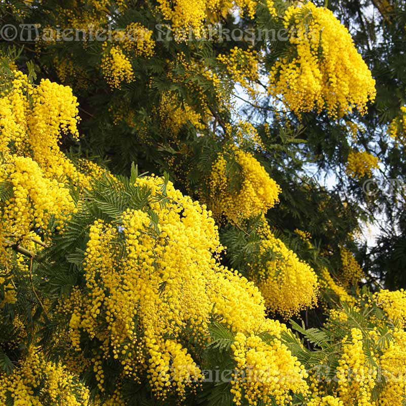 Mimosenblütenwachs (7 ml)