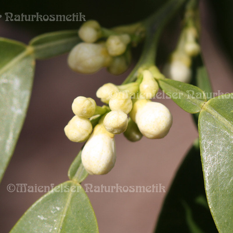 Orangenblüten "Neroli" BIO (1 ml)