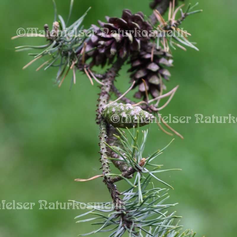 Kiefer - Grau-Kiefer (3 ml)