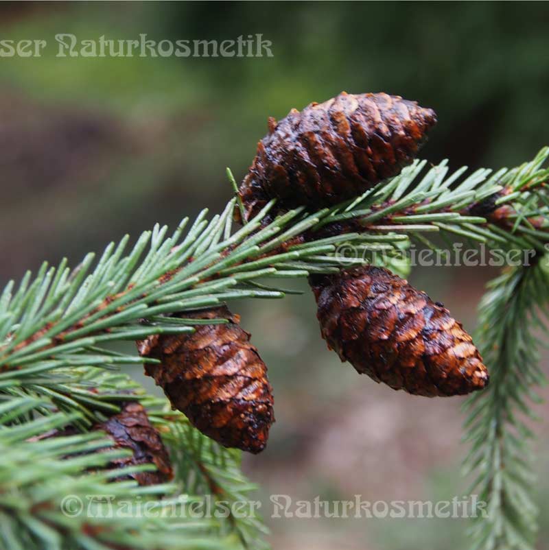 Fichte, schwarz BIO (5 ml)