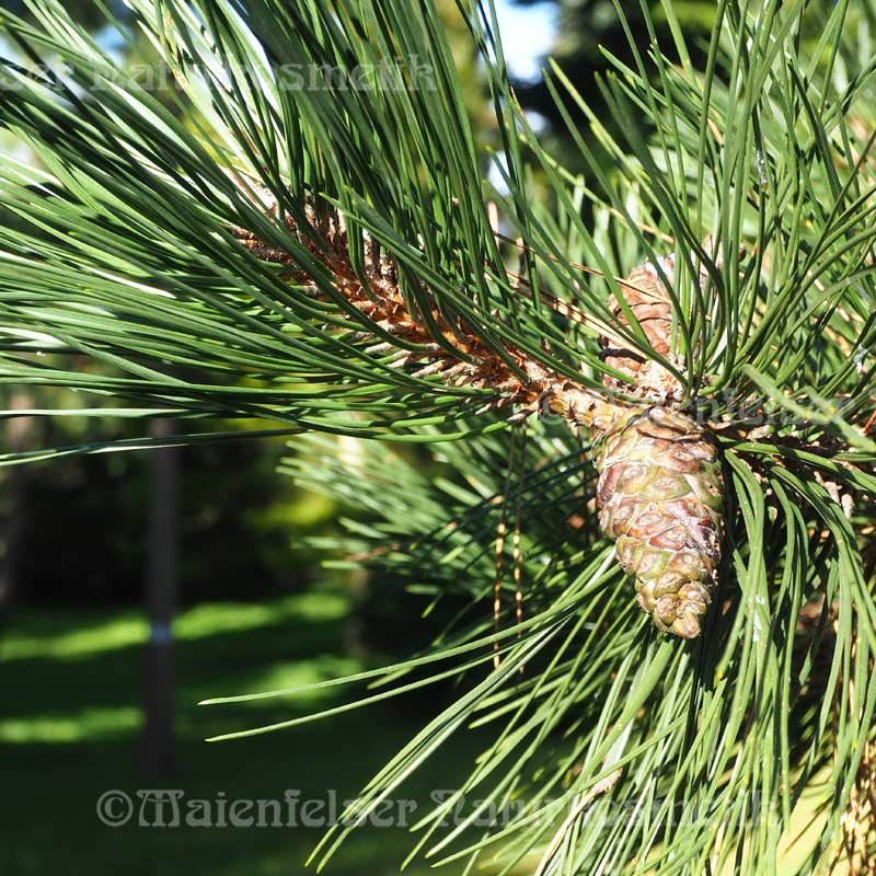 Kiefer - Korsische Schwarz-Kiefer BIO (5 ml)