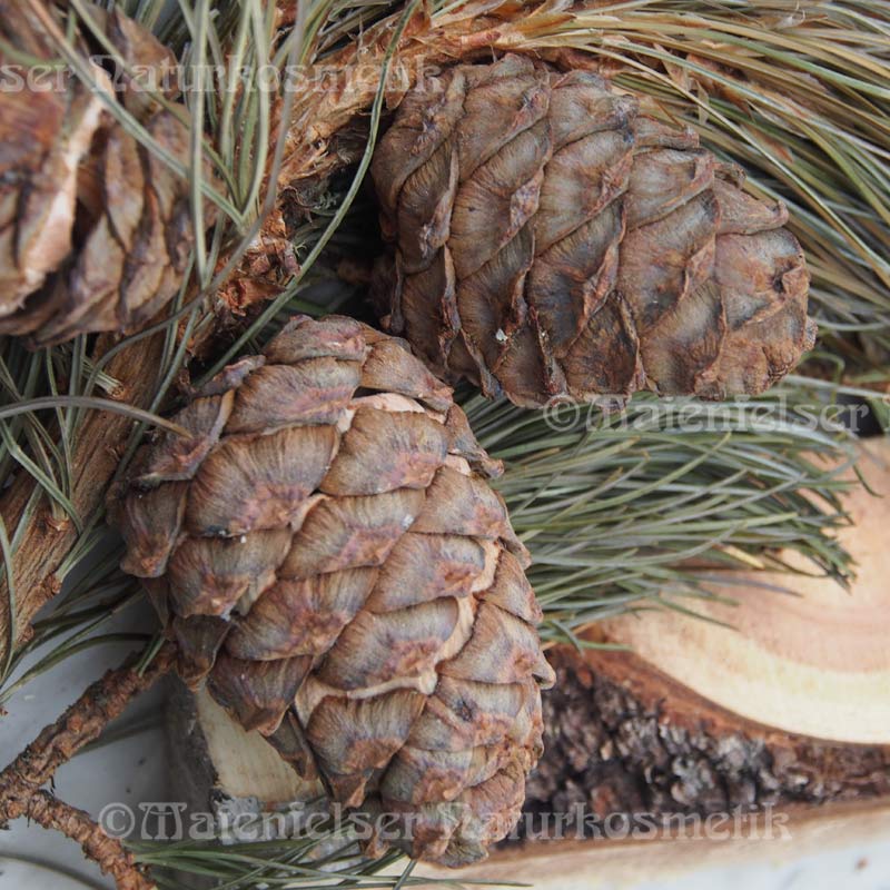 Kiefer - Gebirgszirbelkiefer (10 ml)