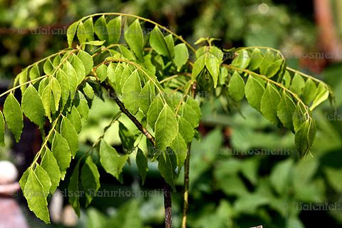 Curryblätterbaum (5 ml)