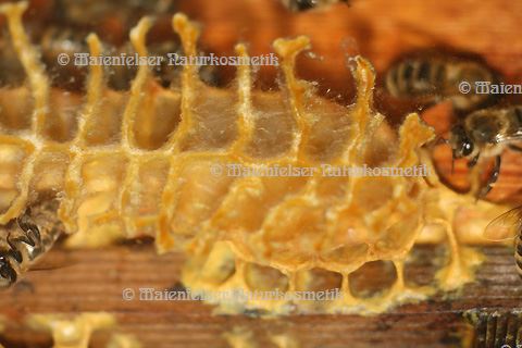 Honigwachs abs. (1 ml)