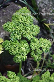 Petersilie spezial krause (3 ml)