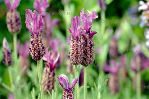 Lavendel - Schopflavendel BIO (5 ml)