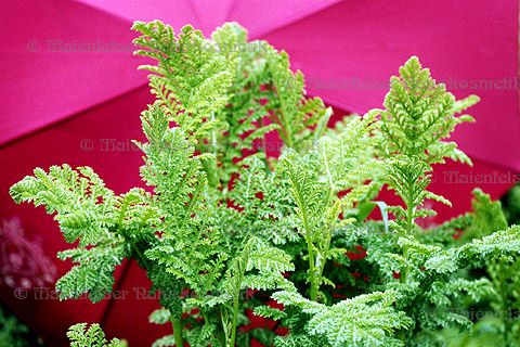 Rainfarn (krauser) (3 ml)