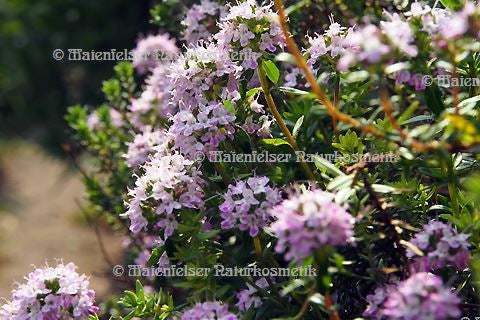 Thymian "Citro" (3 ml)