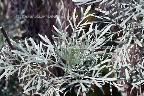 Beifuß - Silber Beifuß (2 ml)