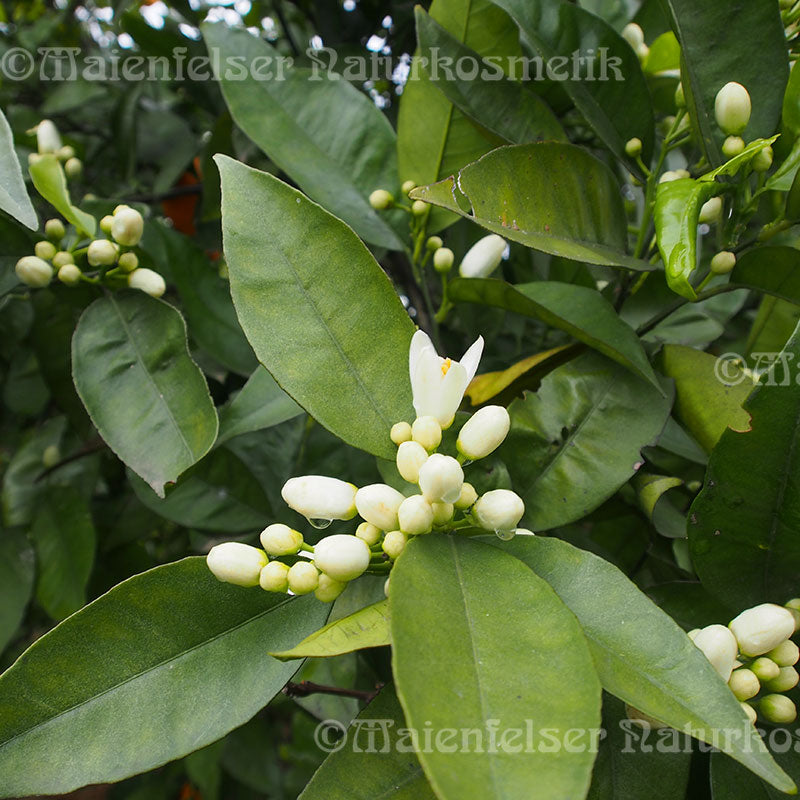 Clementinen-Petitgrain BIO (3 ml)