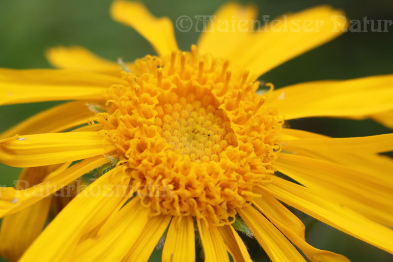 Arnikaöl CO2 (20 ml)