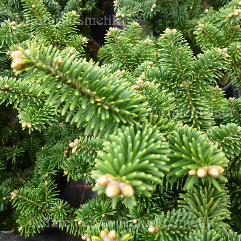 Tanne - Balsam-Tanne BIO (5 ml)