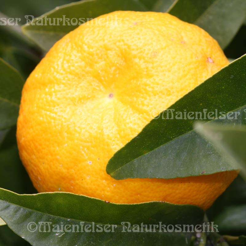 Bergamotte spezial BIO (10 ml)