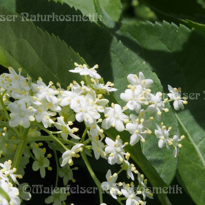 Holunderblüten CO2 (1ml)