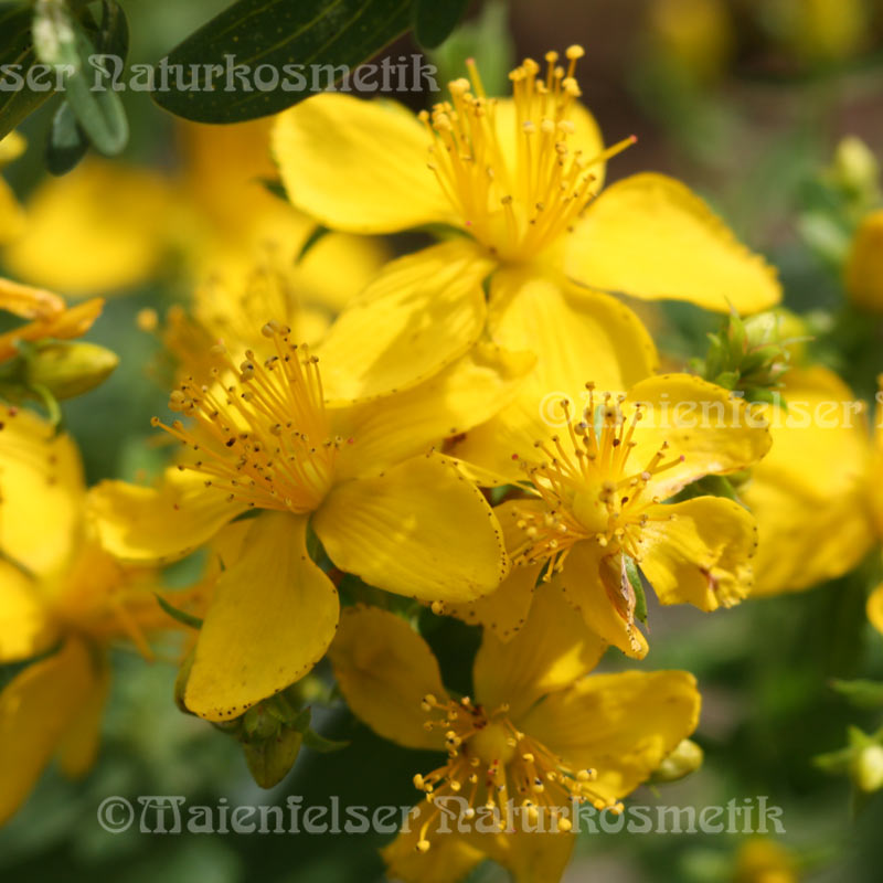 Johanniskraut - Olivenöl BIO