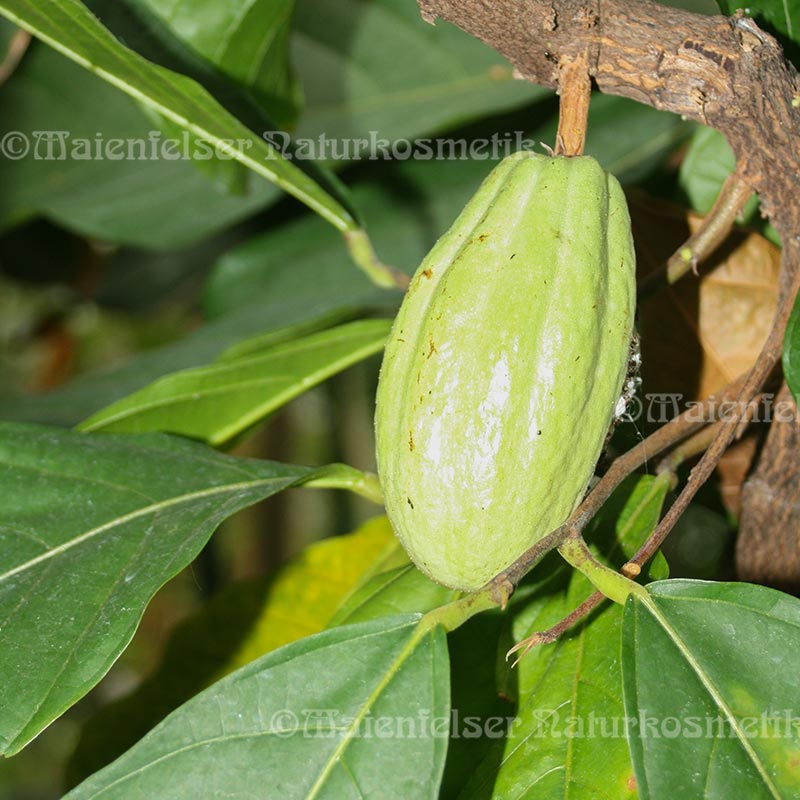 Kakao-Extrakt (2 ml)