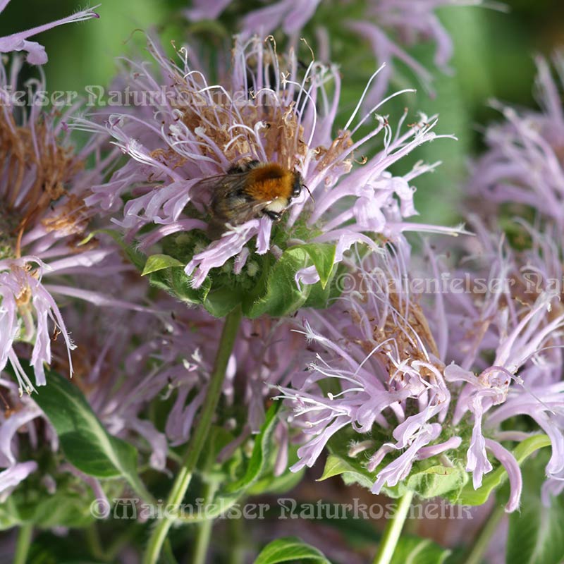 Monarde (Wild-Bergamotte) (2 ml)