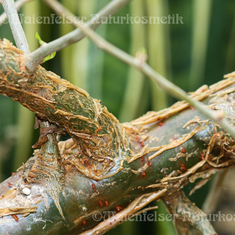 Opoponax Resinoid (3 ml)