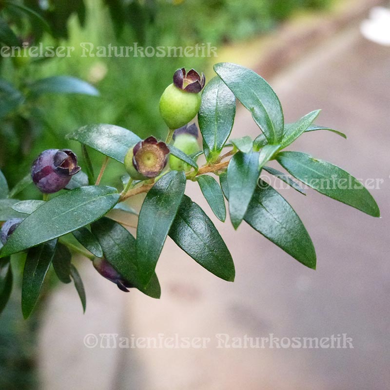 Myrtenblätter extra BIO (10 ml)