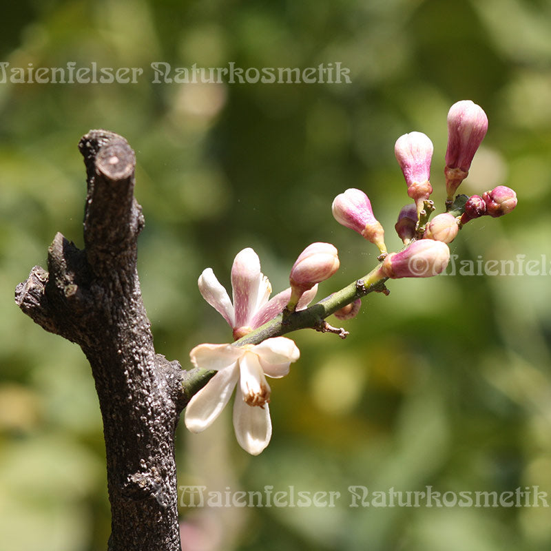 Orangenblüten Neu-Guinea (1 ml)