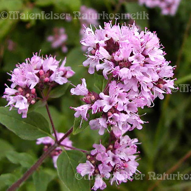 Origanum - Alai-Origanum (5ml)