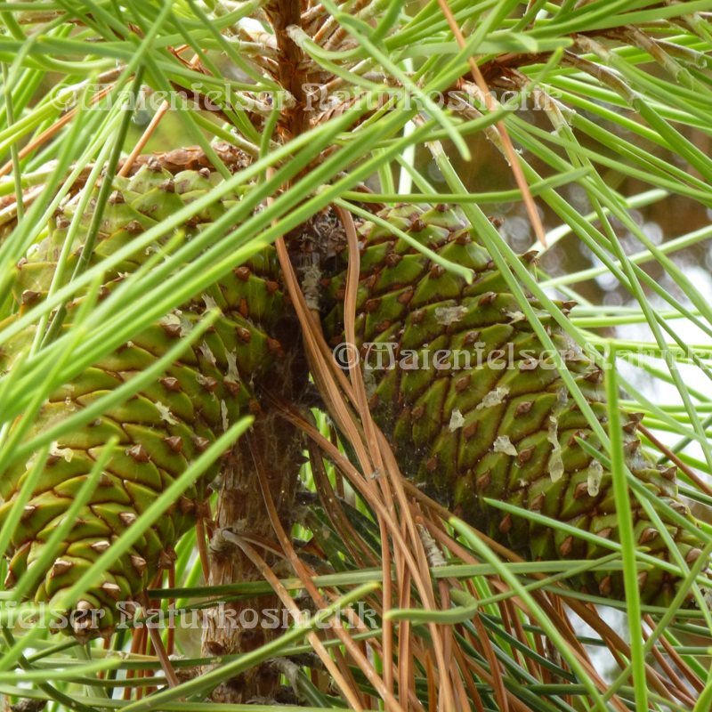 Kiefer - Mittelmeer-Kiefer BIO (5 ml)