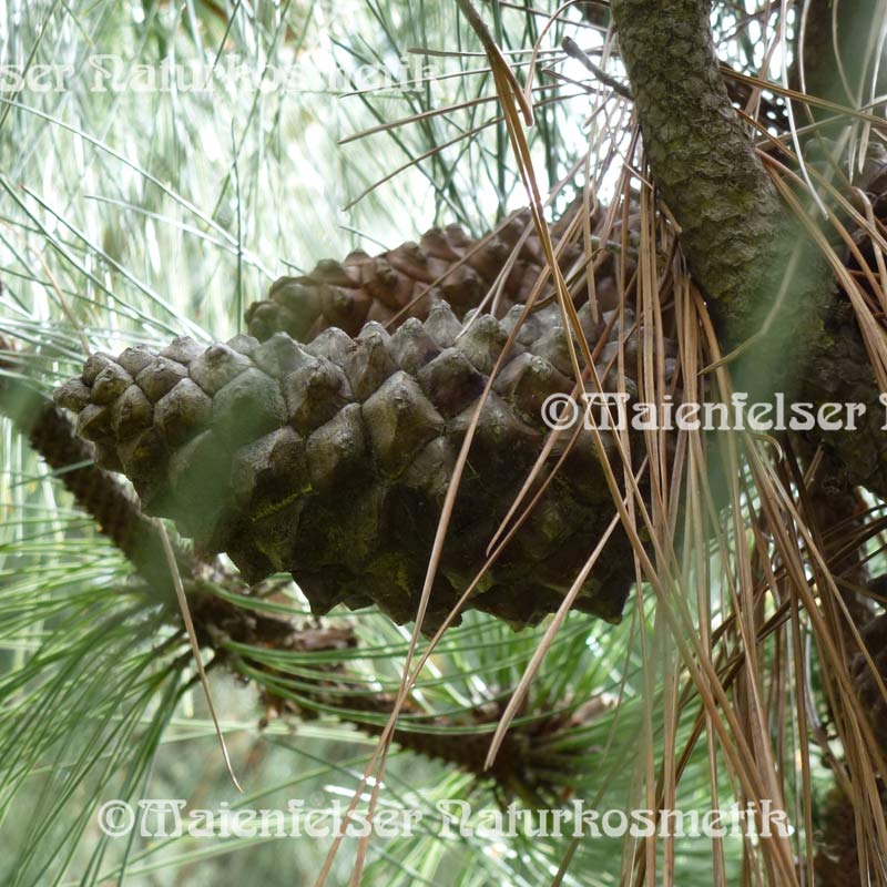 Kiefer - Seestrandkiefer (5 ml)